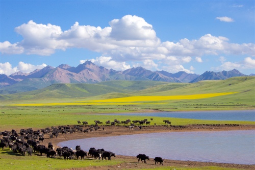 Scenery of Shandan Horse Farm
