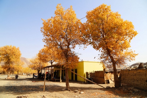 Populus euphratica in Yanshan