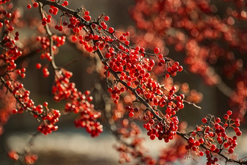 Cherries