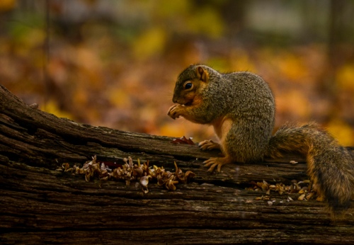 Squirrel 2