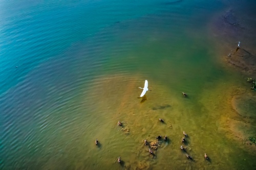 Egret