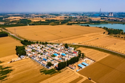 Wheat harvest season