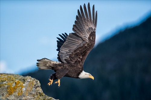 Bald Eagle