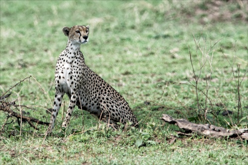Cheetah look out