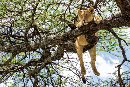 Lazy lioness