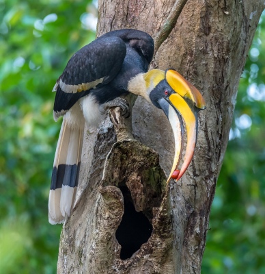 Hornbill With Fruit