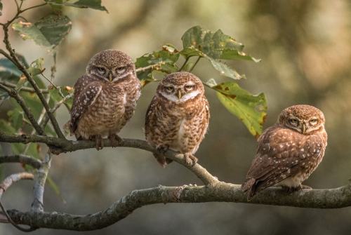 Three Wise Ones