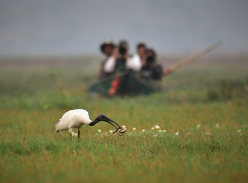 Mangalajodi Wetlands