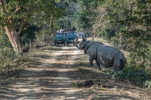 Pobitora Crossing