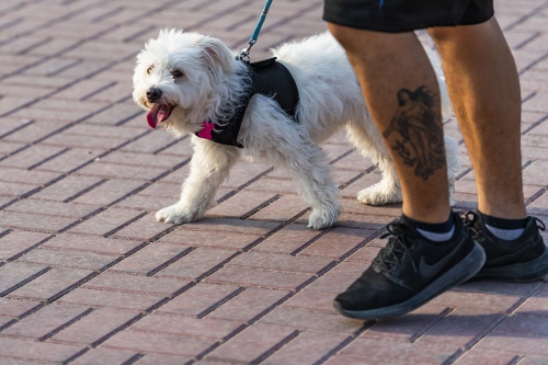 Dog & Tattoo