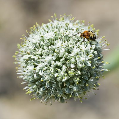 ALLIUM et VISITEUR