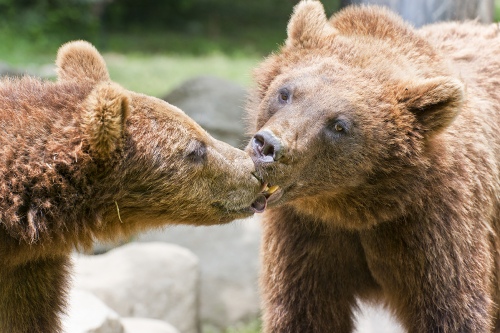 RUDE BAISER
