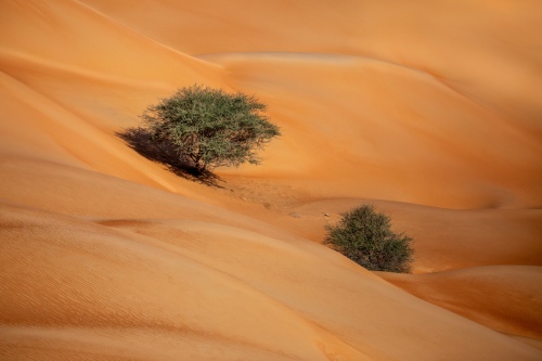 Sahara paint