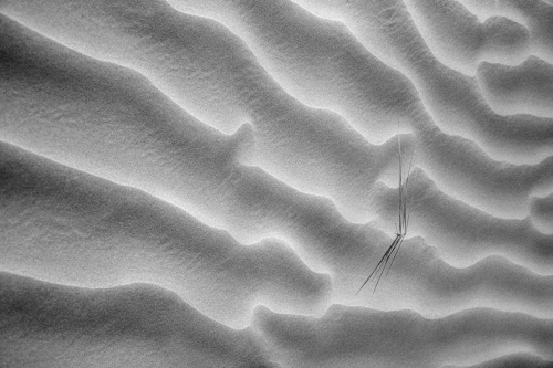 Bold Lines