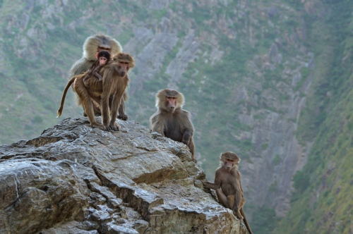 Monkeys