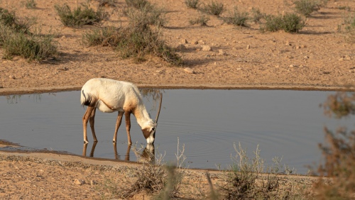 Oryx
