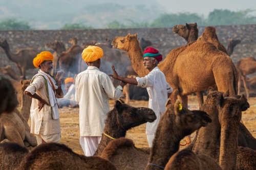 Sell camels