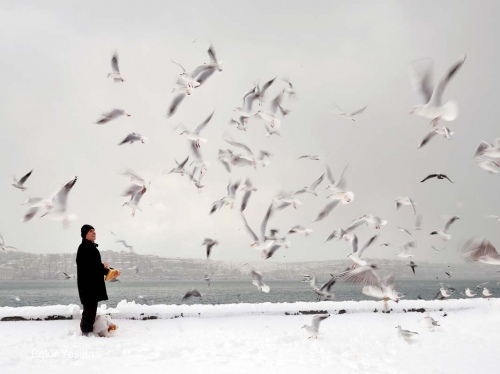 Aviculture