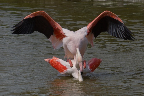 Accouplement flamants