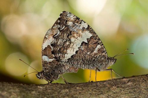 Accouplement papillons