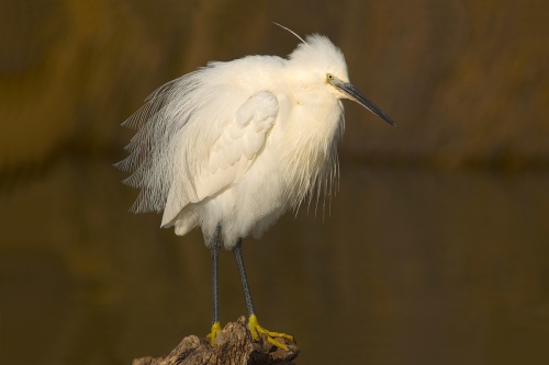 Jeune aigrette