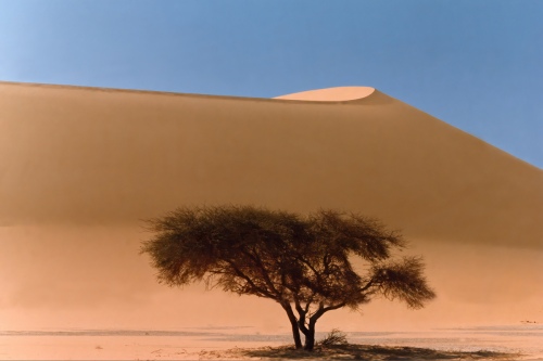 Arbre et dune