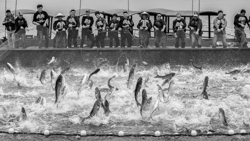 Joyous people and jumping fish