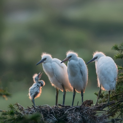 Egret-Eagerly hope
