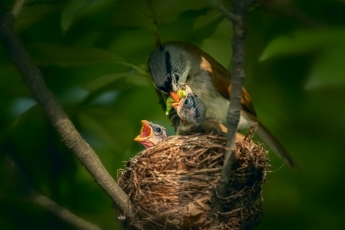 Nurture