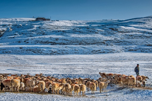 Grazing alone in the snowfields