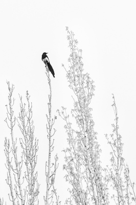 Magpie Ascent