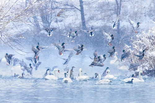 Dance with snow