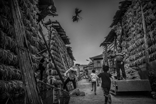 Harvest