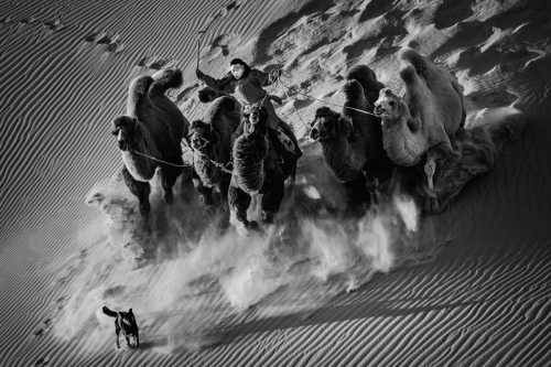 Camels in the desert