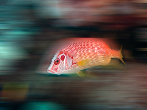 Fischportrait2