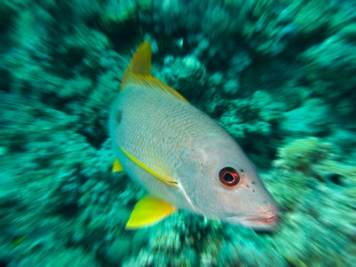 Fishportrait1