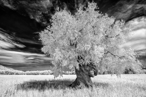 Ulivo beauty of Matinata ir 1