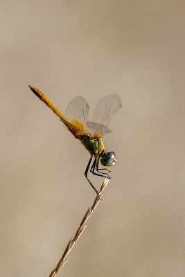DARTER