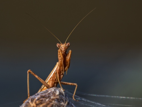 MANTIS 1