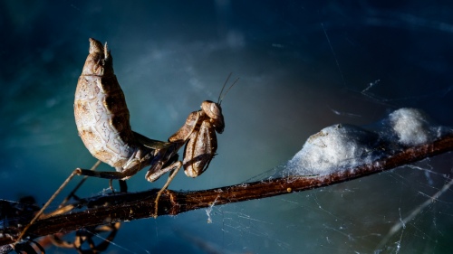 MANTIS