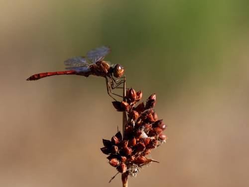 Red dragonfly at rest