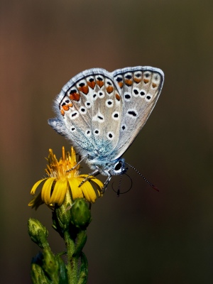 Small BUTTERFLY