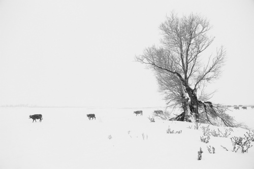 KARS_6