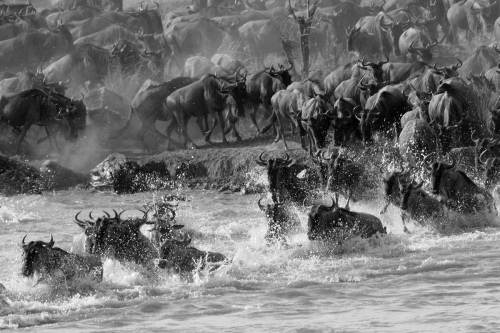 MIGRATION