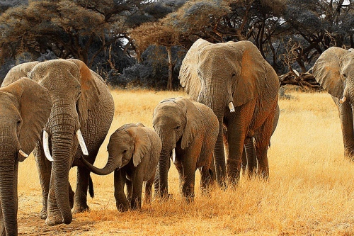 ELEPHANT FAMILY