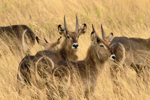 GAZELLA