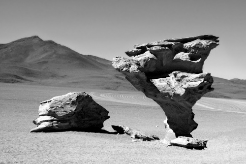 Arbol de Piedra