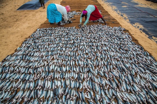 Woman drying fish