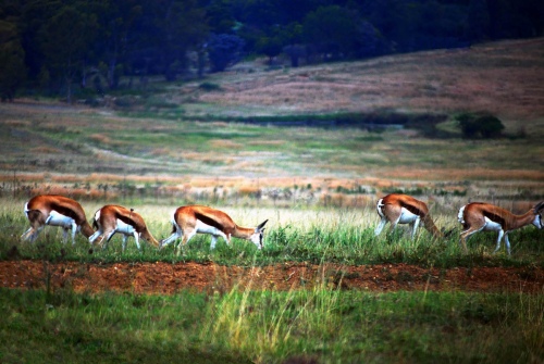 Antilopes