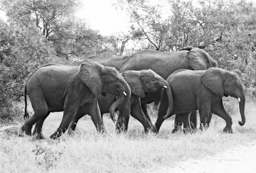 Herd of elephants